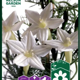 Miinanköynnös, Ipomoea quamoclit 'White Feather' valkoinen