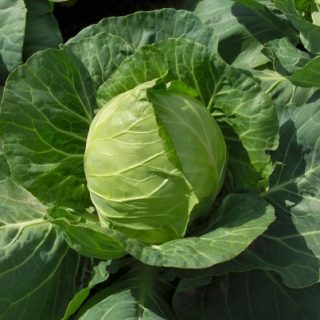 Keräkaali Jetma RZ F1