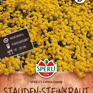 Kivikkokilpiruoho 'Sperli Cotton Candy'