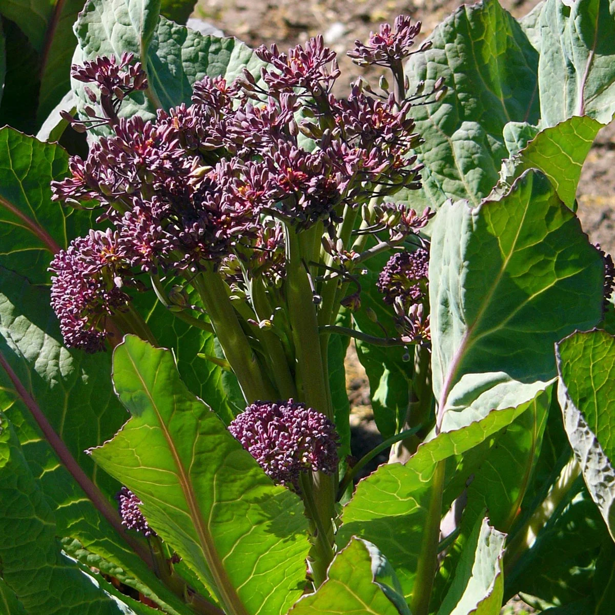 Varsiparsakaali 'Purple Sprouting' - Image 2