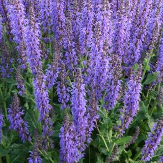 Salvia nemorosa, lehtosalvia