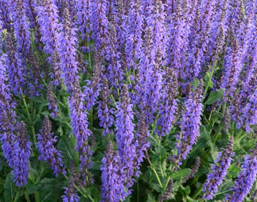 Salvia nemorosa, lehtosalvia