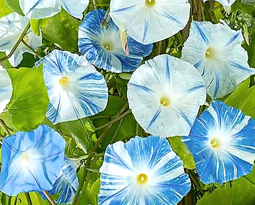 Kirjopäivänsini Heavenly Blue Flying Saucers "lentävät lautaset"