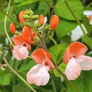 Ruusupapu 'Painted Lady'