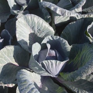 Punakaali Rodima RZ F1