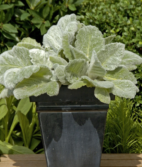 Hopeasalvia 'Artemis'