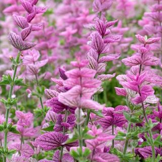 Salvia horminum Pink