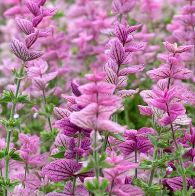 Salvia horminum Pink