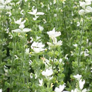 Salvia horminum 'White Mist' - valkoinen kirjosalvia