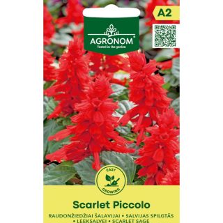 Tulisalvia 'Scarlet Piccolo'