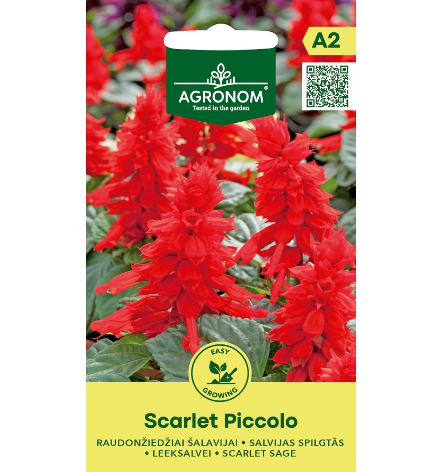 Tulisalvia 'Scarlet Piccolo'