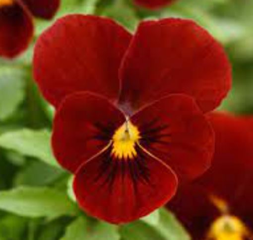 Sarviorvokki Sorbet Red XP 250 tai 25 s.