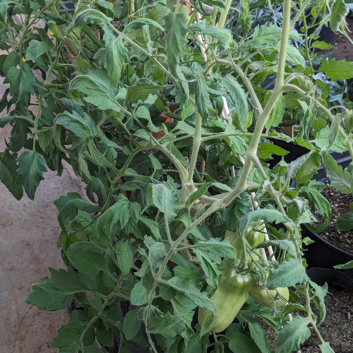 Tomaatti Andenhorn / Andine Cornue, perinteinen tomaatti - Image 2