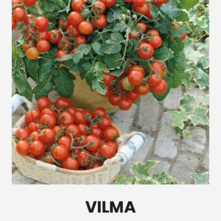 Vilma pienoistomaatti