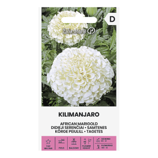 Iso samettikukka Kilimanjaro