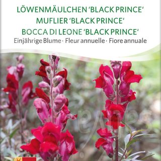 Leijonankita 'Black Prince' Luomu