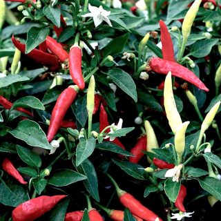 Chilipaprika Basket of Fire