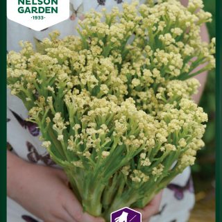 Kukkakaali Blumini F1