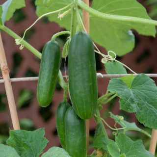 Snack-kurkku - Mini Crisp