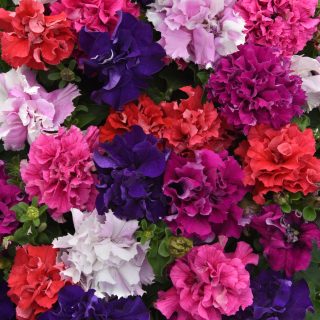 Petunia Double Cascade Bold -sekoitus