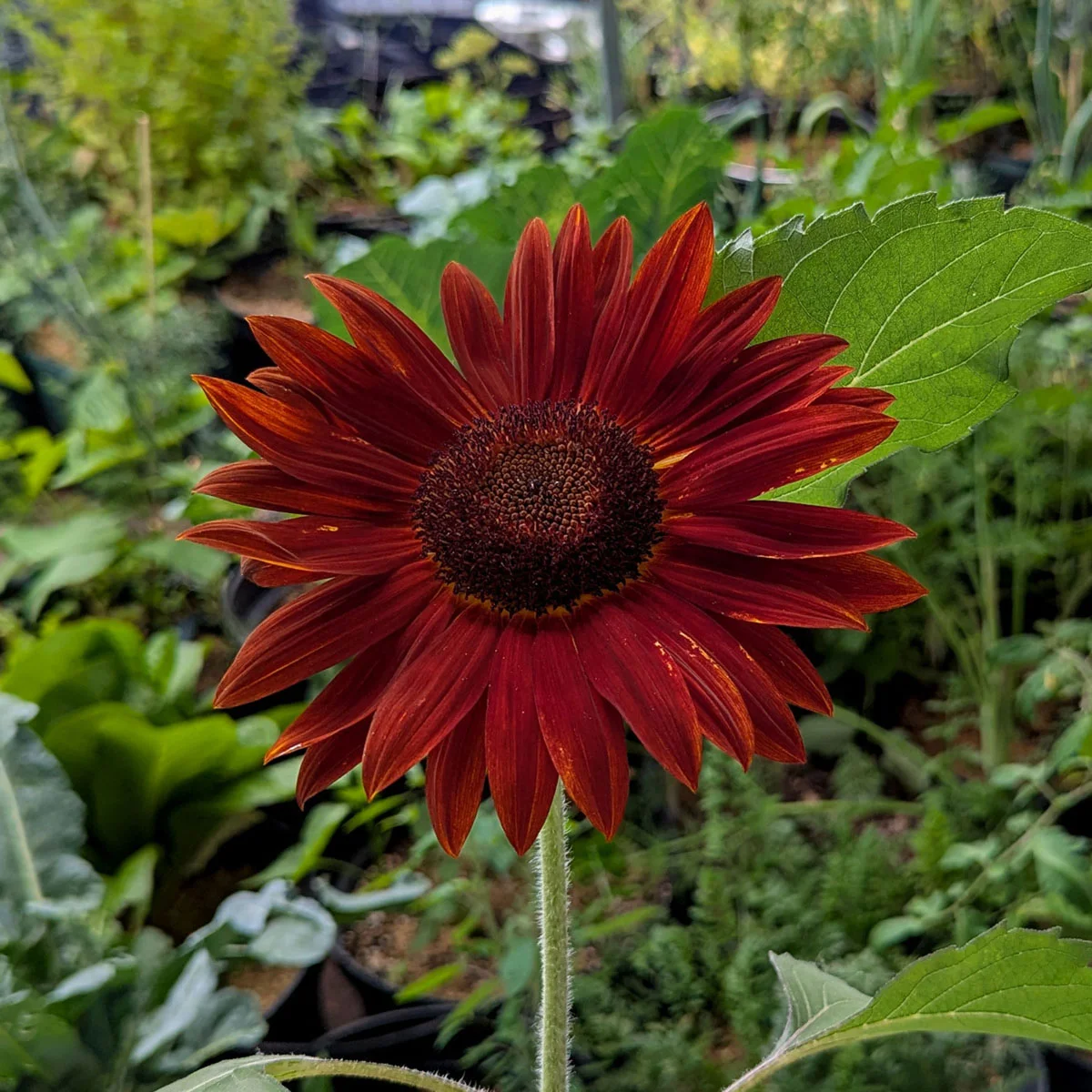 Puna-auringonkukka 'Suklaa' Chocolate - Image 2