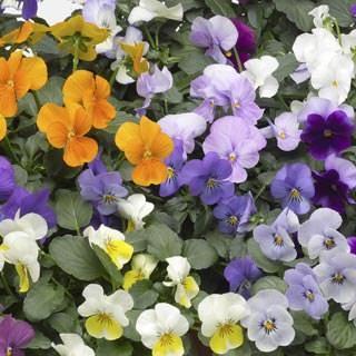 Sarviorvokki Penny Lane sekoitus 250 s