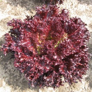 Lehtisalaatti Lollo Rossa Azirka