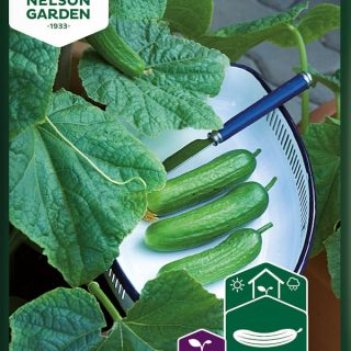 Minikurkku Baby F1 NG