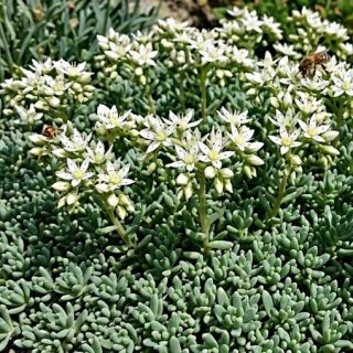 Espanjanmaksaruoho Sedum hispanicum white