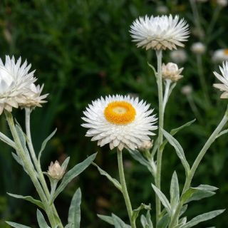 Iso-olkikukka Silvery White