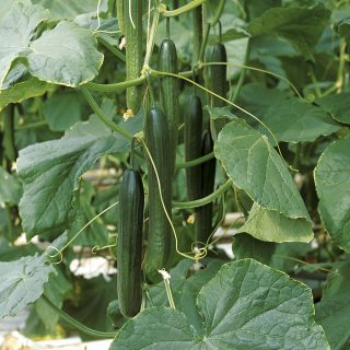 Kasvihuonekurkku 'Kalunga' F1