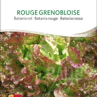 Lehtisalaatti punainen Bataviansalaatti LUOMU