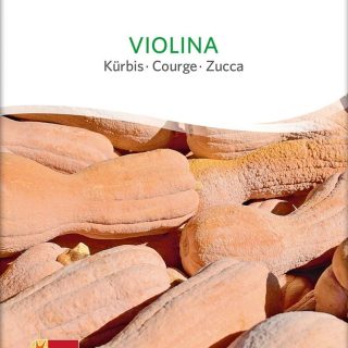 Myskikurpitsa Violina LUOMU