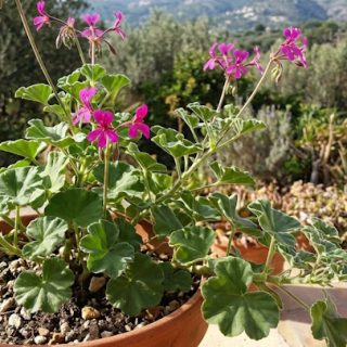 Turkinpelargoni (noin 5 s.)