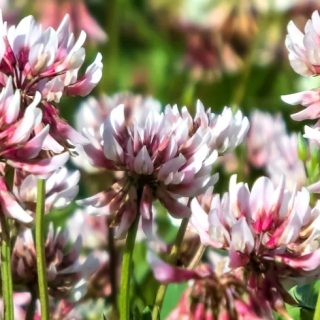 Alsikeapila, pink