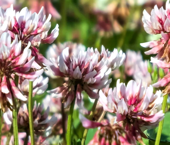 Alsikeapila, pink