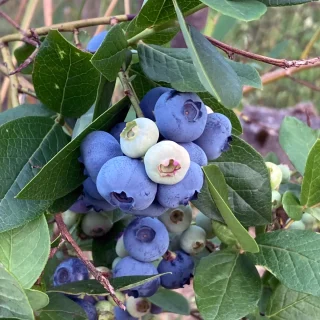 Pensasmustikka, Vaccinium corymbosum