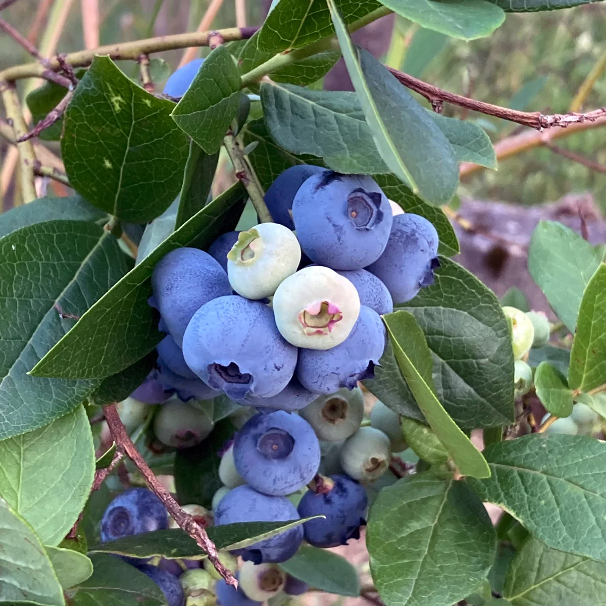 Pensasmustikka, Vaccinium corymbosum