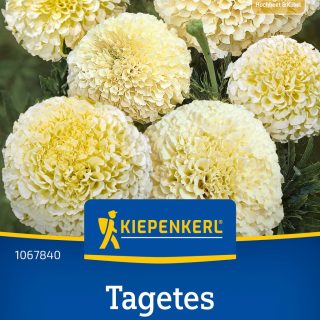 Iso samettikukka Tagetes Arctic