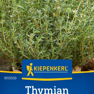 Timjami 'Echter Vulgaris' Kiepenkerl