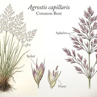 Nurmirölli (Agrostis capillaris)