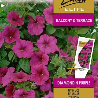 Riippapetunia Diamond H Purple