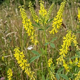 Rohtomesikkä (Melilotus officinalis)