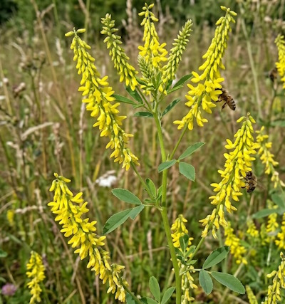 Rohtomesikkä (Melilotus officinalis)