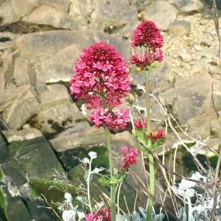 Punainen valeriana