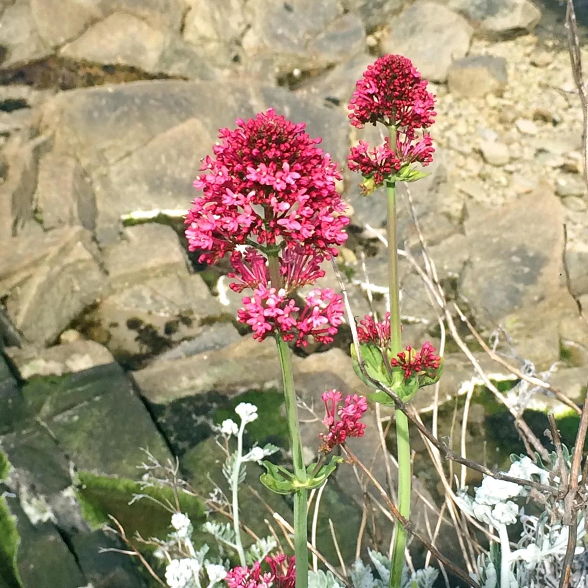 Punainen valeriana