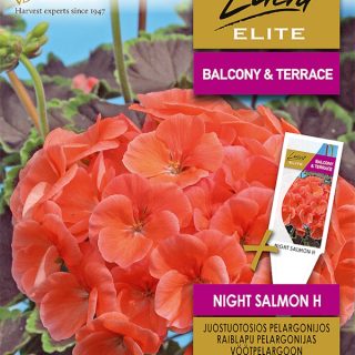 Pelargoni Night Salmon