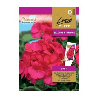 Pelargoni Eva
